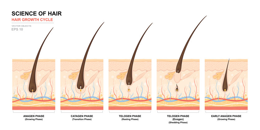 Understanding the Hair Growth Cycle